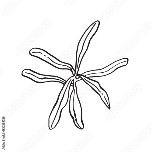 Sea buckthorn leaves hand-drawn graphics. Natural botanical linear illustration foliage isolated on white background. Drawing for menu design, gift packaging, cards, invitations wedd