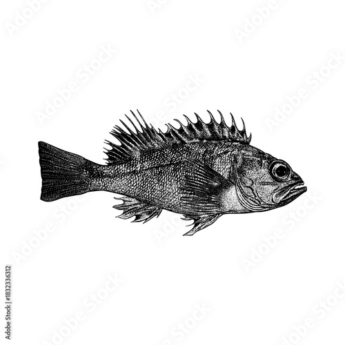 Ocean Perch, featuring its signature spiny fins, textured scales, and distinctive body shape.