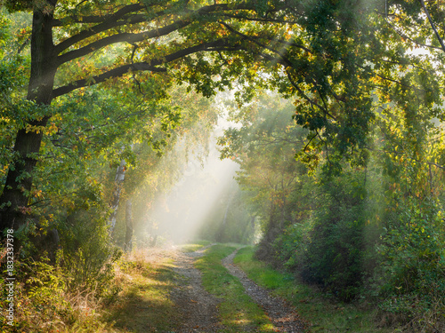 Footpath through Forest of Oak and Birch Trees with Sunbeams and Morning Fog in Autumn	