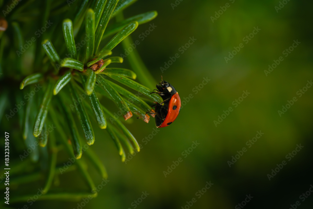 Obraz premium Macro photograph of a ladybug climbing to the tip of a bright green Christmas tree needle