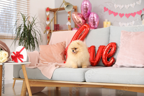 Cute pomeranian dog sitting...