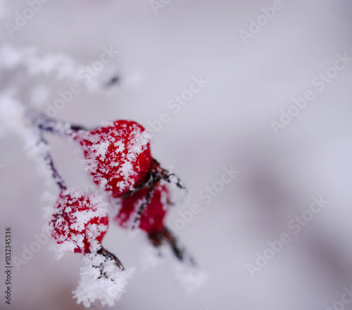 Winter Frost On Rose Hips And Foliage, Martensville, Saskatchewan December 1, 2025