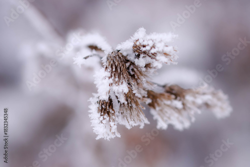 Winter Frost On Rose Hips And Foliage, Martensville, Saskatchewan December 1, 2025