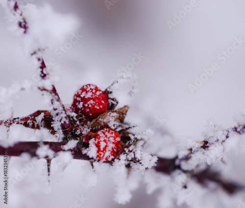 Winter Frost On Rose Hips And Foliage, Martensville, Saskatchewan December 1, 2025