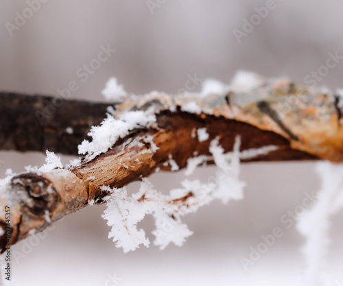 Winter Frost On Rose Hips And Foliage, Martensville, Saskatchewan December 1, 2025