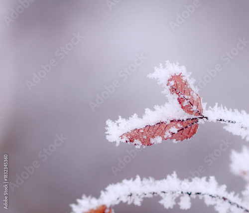 Winter Frost On Rose Hips And Foliage, Martensville, Saskatchewan December 1, 2025