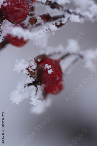 Winter Frost On Rose Hips And Foliage, Martensville, Saskatchewan December 1, 2025