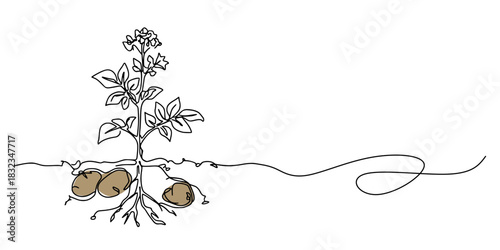 Rooted Growth: Minimalist Potato Plant Line Art, A continuous line drawing showing the full anatomy of a potato plant, above and below ground