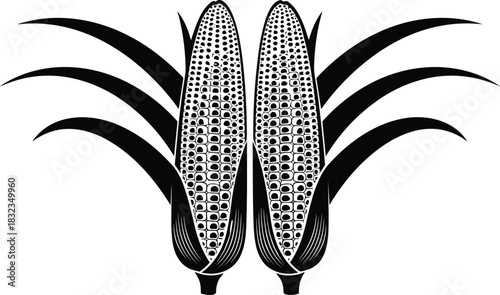 Corn vector illustration featuring detailed maize cobs with leaves, agricultural crop design, organic food graphic, botanical farming element for branding and packaging projects