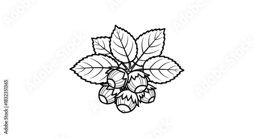 Black and white outline drawing of a berry or hazelnut cluster with leaves.