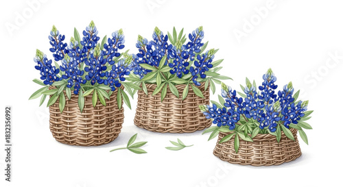 Soft watercolor bunches of Texas bluebonnets in rustic woven wicker baskets