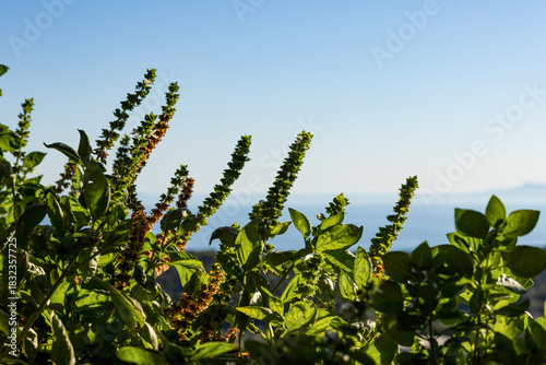 Green Sideritis (ironwort or mountain tea) plant with foliage against blue sky and distant Mediterranean sea