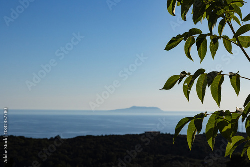Leaves of Prunus avium or sweet cherry against blue sky, Ionian Sea and distant island in the background; with copyspace