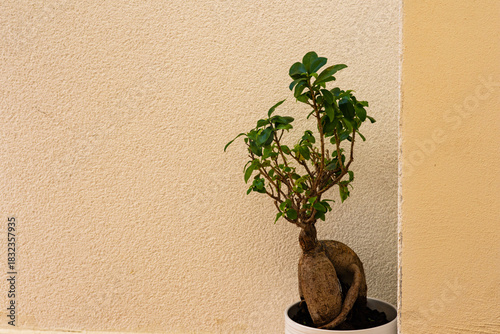 Minimalist ficus bonsai tree in pot against textured yellow stucco wall background, with copyspace