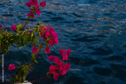 Beautiful pink bougainvillea flowers in full bloom against dark blue wavy sea background, with copyspace