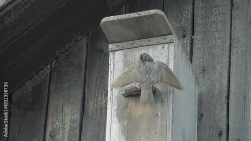Springtime Feeding of Starling Chicks in a Nest Box