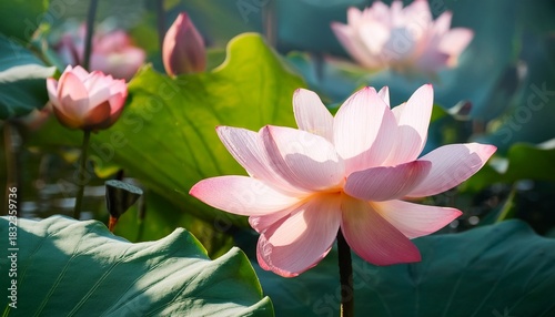 pink lotus flowers and large leaves in a tranquil water garden
