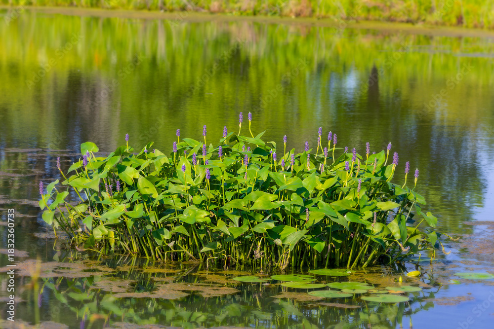 Fototapeta premium Pickerelweed, Pickerel Rush Water hyacint (Pontederia cordata). The pickerelweed or pickerel weed, native amerivan flowers