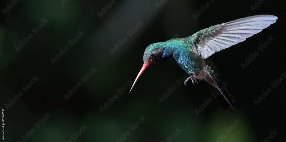 Fototapeta premium Broad-billed Hummingbird hovers in mid-flight at Paton Center, a birding hotspot in Patagonia, Arizona, United States