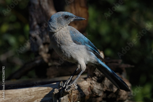 Mexican Jay, blue and gray head turned, in selective focus at Ash Canyon in Arizona, United States 