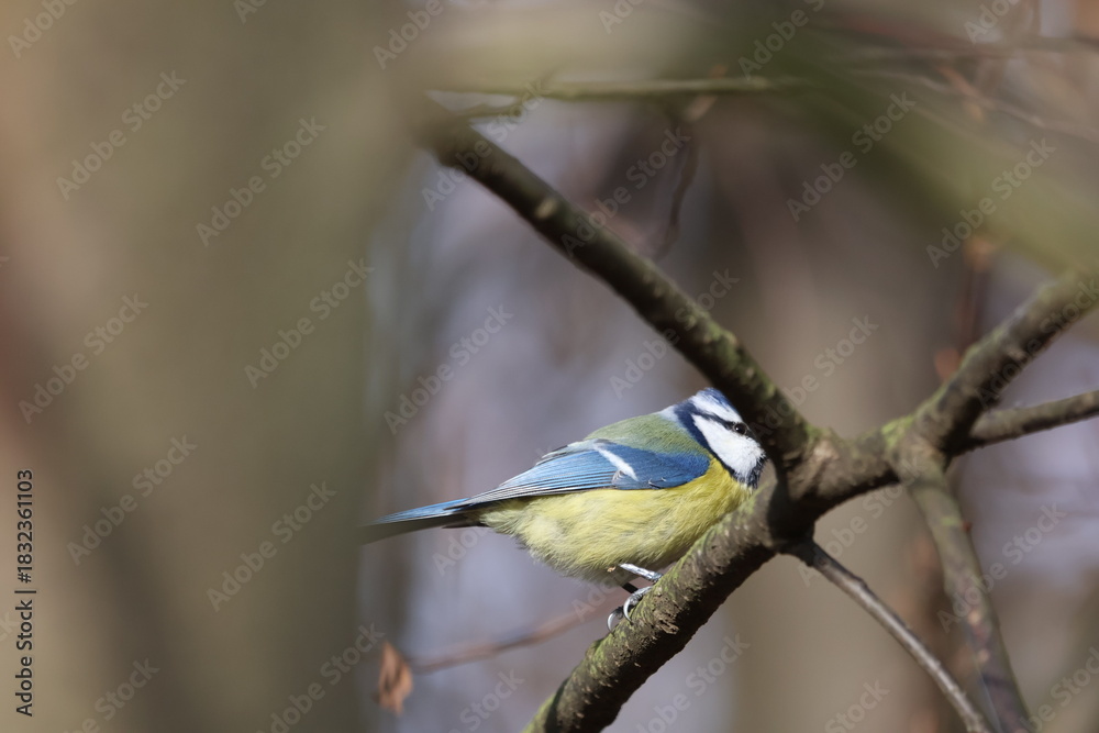 Fototapeta premium Cute Eurasian Blue Tit Perched on Oak Branch: Colorful Cyanistes caeruleus Garden Bird Sitting on Twig with Dry Leaves. Wildlife Portrait against Clear Blue Sky Background