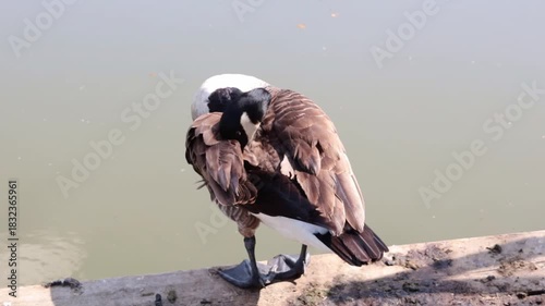A Canada Goose duck preens its wing feathers.