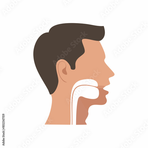 Medical illustration of human head and throat anatomy, showing internal organs