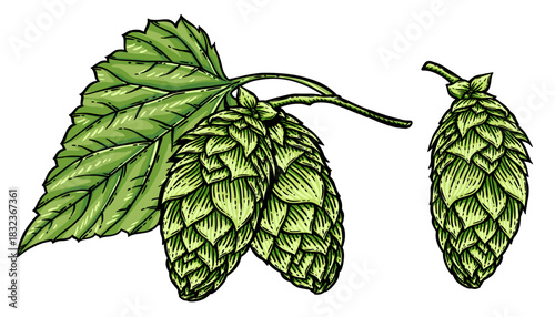 Vector hops cone and leaf illustration isolated