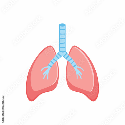 Illustration of human lungs and trachea system simplified for medical education