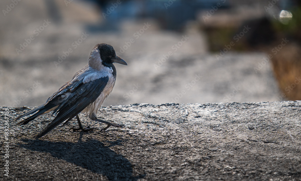 Naklejka premium A small bird is standing on a rock