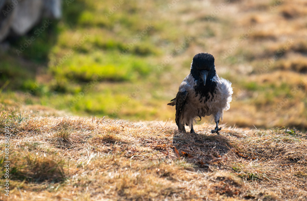 Obraz premium A crow is standing on a dry grassy field