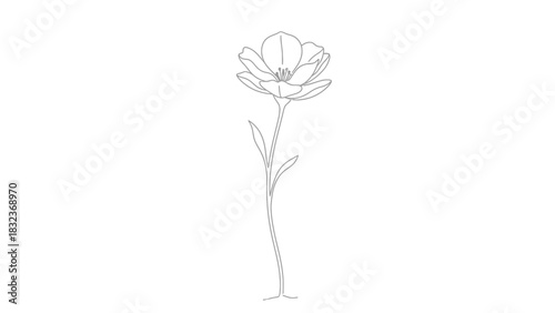 Elegant line art illustration of a single wildflower with a long stem on a clean white background.