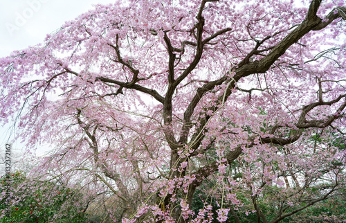 枝垂れ桜