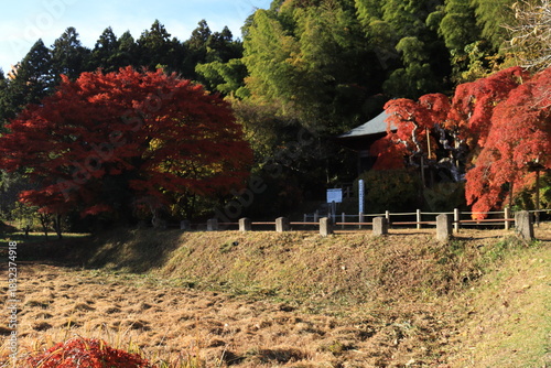 中釜戸のシダレモミジ