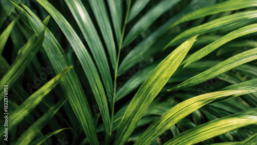 A lush close-up of vibrant green palm fronds, displaying natural textures and varying shades, creating a tropical and serene botanical background.