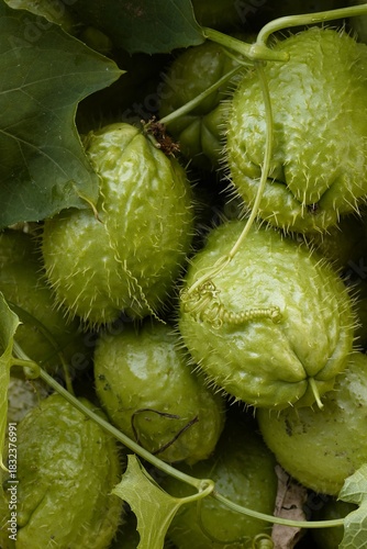 Prickly gourd. Green vegetables with protective spines among the leaves and tendrils of the vine. Healthy eating, agricultural products, botany, organic products, ecology, and tropical crops.