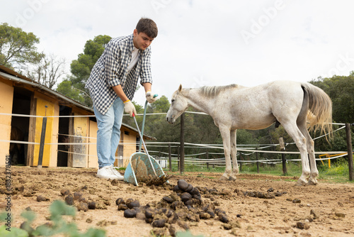 During working day, man employee cleans horse pen, removes manure, cleans walking area of excrement. He use shovel and rake to clean space of pen from manure