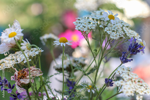 Spring Flowers
