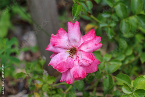 Wild Rose of North Idaho