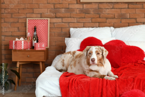 Cute Australian shepherd do...