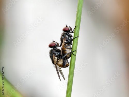 Musca domestica flies mating on a blurry background	