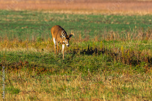 A male white-tailed deer with antlers, Odocoileus virginianus, walks across a field in Indiana