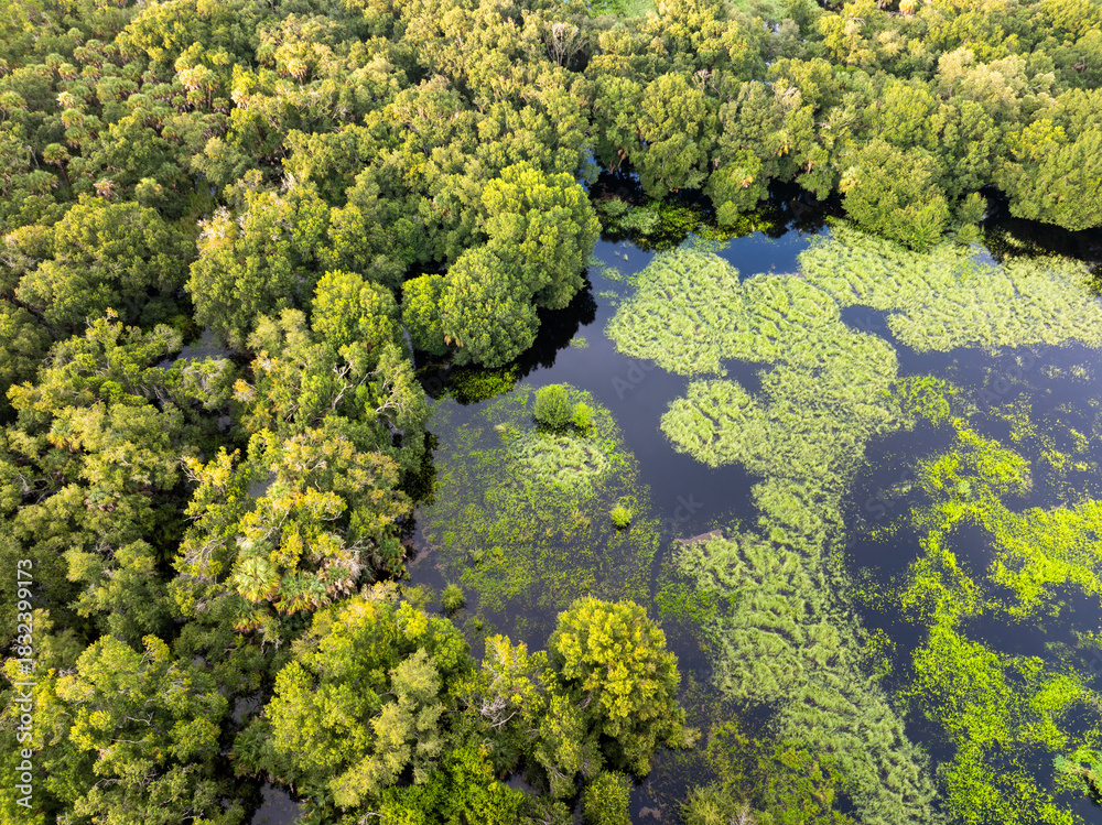 Naklejka premium Florida wetlands with water between green wild vegetation. Tropical ecosystem at sunset