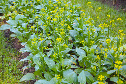 Choy Sum or flowering white cabbage growing in a garden bed