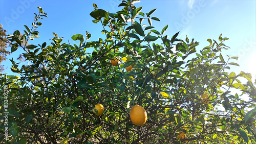 Sunlit lemons ripen on a leafy backyard tree under a clear blue summer sky.