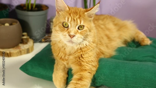 Adorable bright orange maine coon young cat lying on the green pillow on the kitchen table indoors near the flowers in pots and looking curious eyes with copy space background. Fun pet portrait