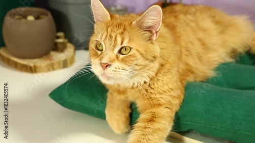 Adorable bright orange maine coon young cat lying on the green pillow on the kitchen table indoors near the flowers in pots and looking curious eyes with copy space background. Fun pet portrait