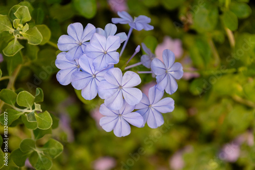 Close-up of a Plumbago flower (Plumbago auriculata), among green leaves, Rome, Italy