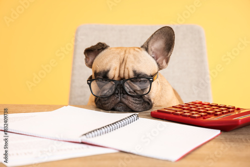 Funny French bulldog with e...