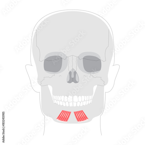Depressor labii inferioris - Human facial muscle shown in labeled anatomy diagram responsible for lowering the lower lip and exposing teeth, important for sadness, medical reference and education